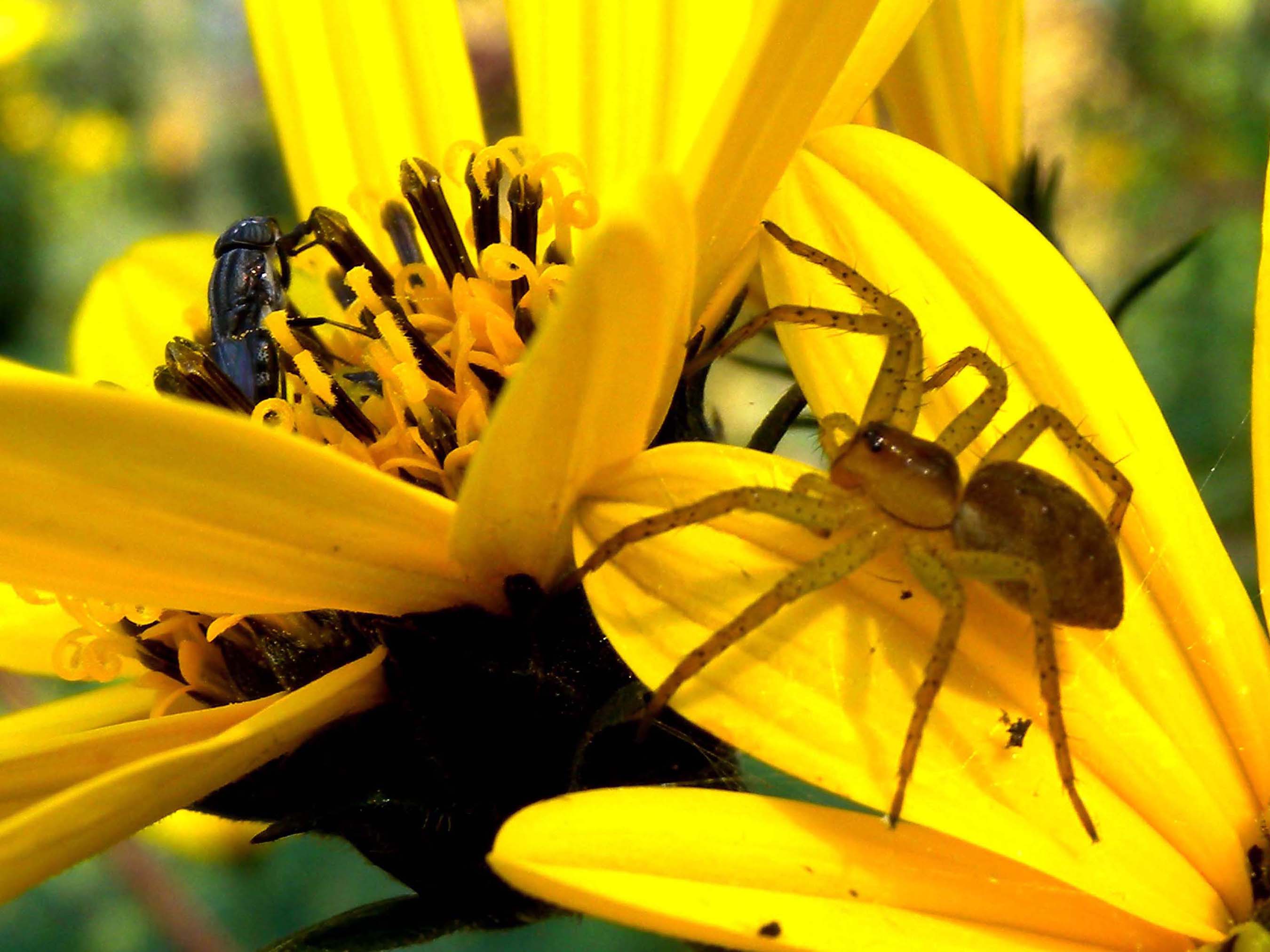 Dolomedes sp.